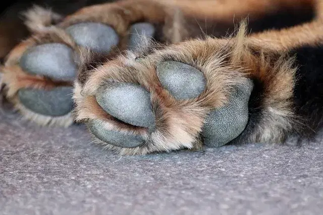 Dog paw on floor after a walk
