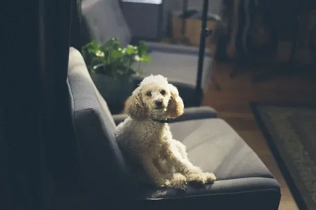 How to Get Pet Odor and Stains Out of a Fabric Couch (And Stop It Coming Back)