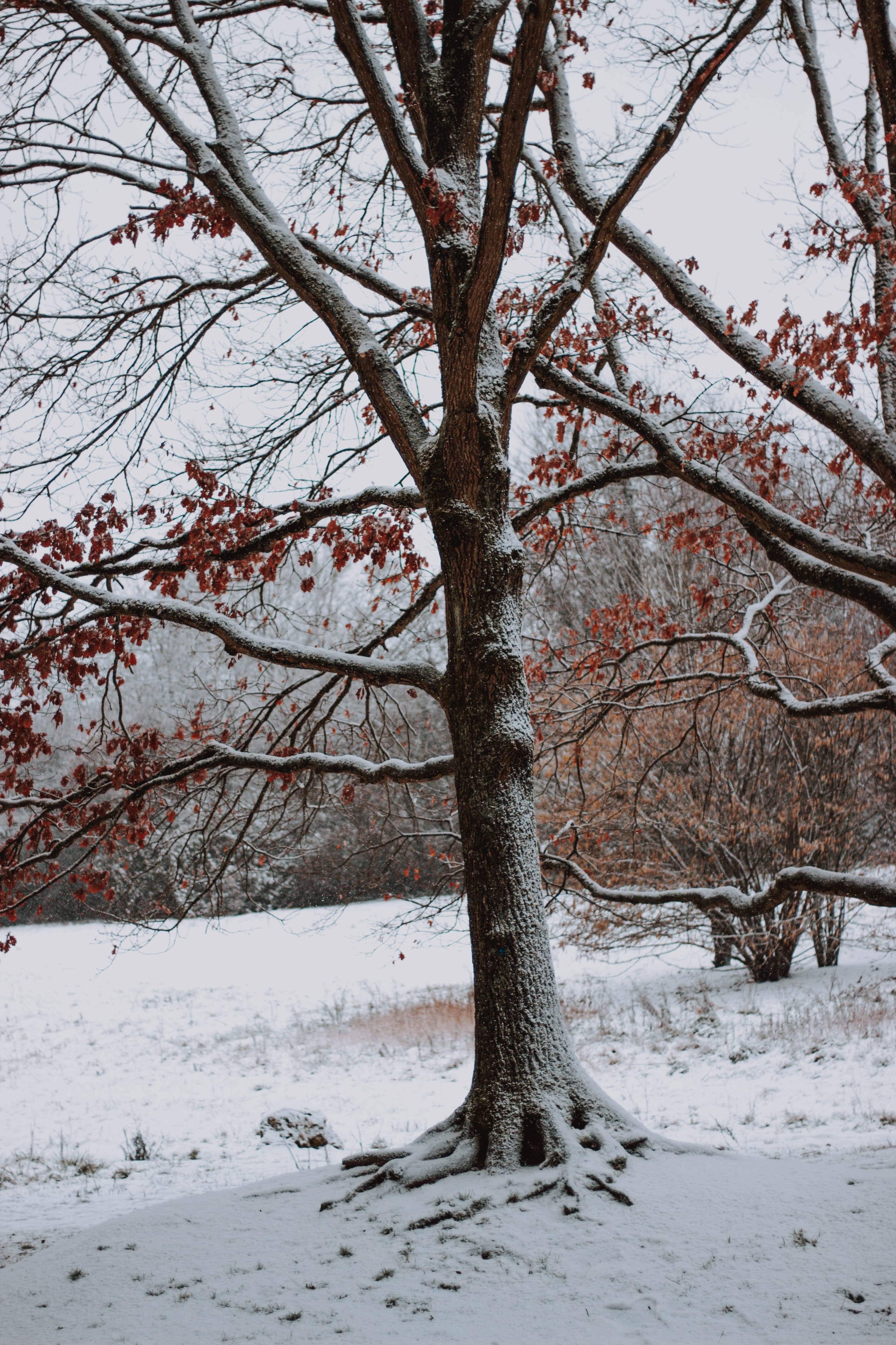 lawn tree in winter covered with snow