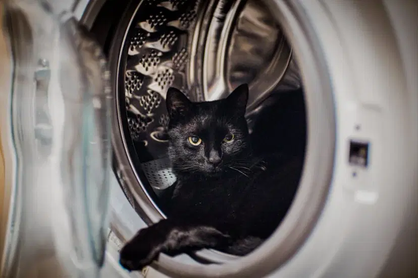 High-quality stock photograph by Sandin Redzo perfect for articles about pet, safe, household, products, cleaning