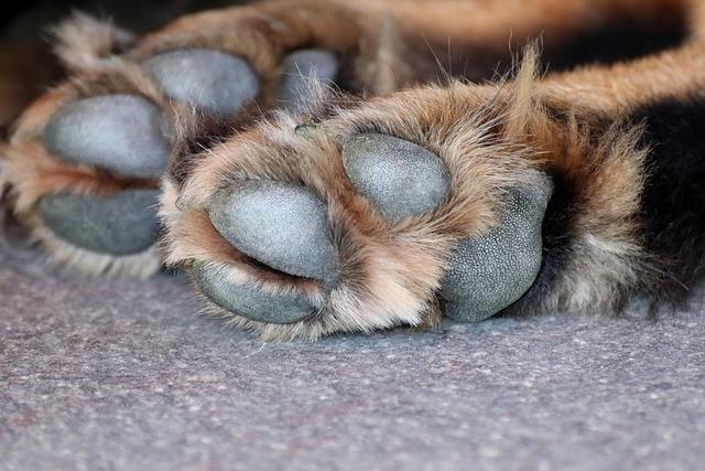How to Clean Your Floors When You Have a Dog (Without Cleaning All Day)