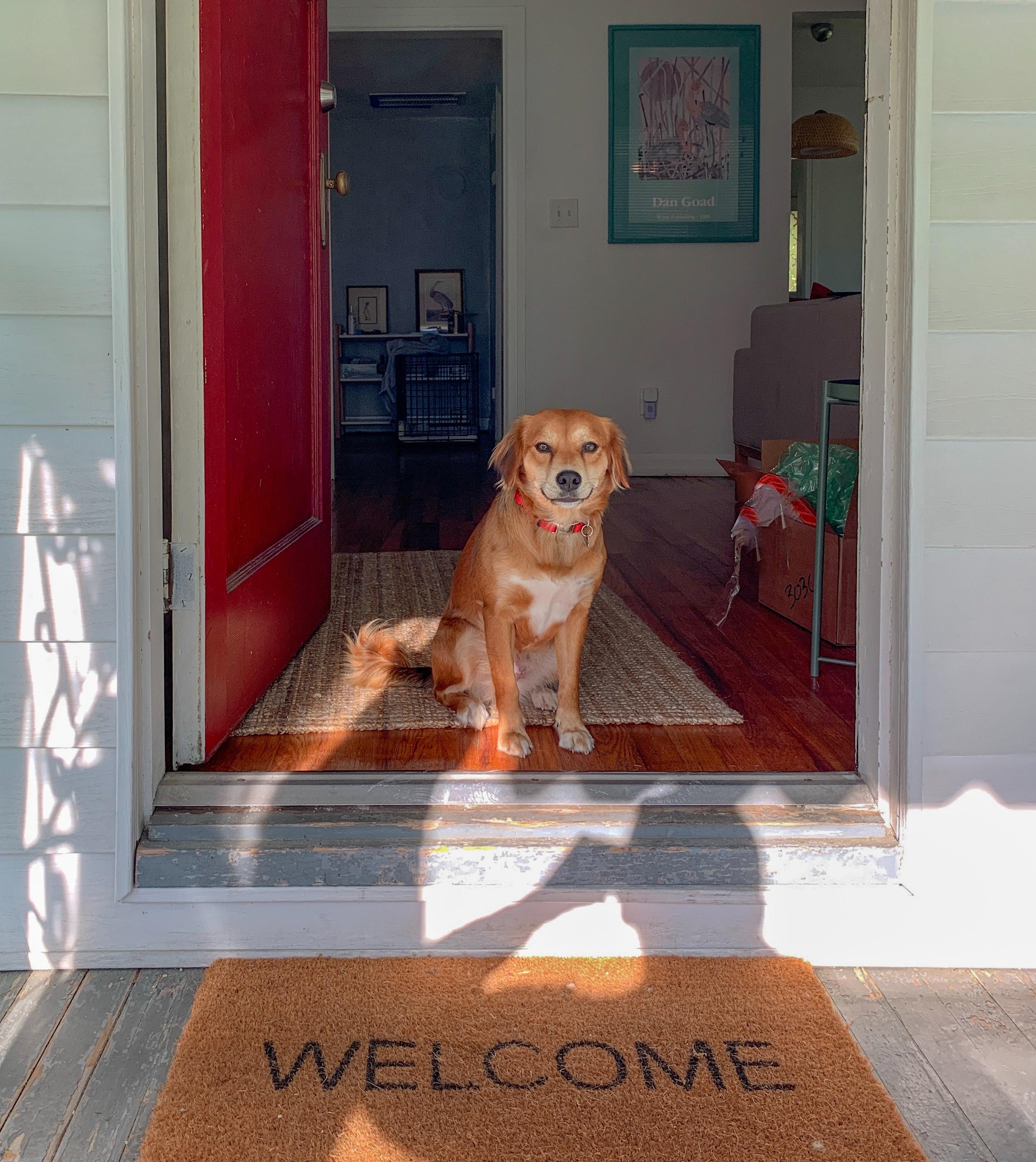 pet standing at doorway
